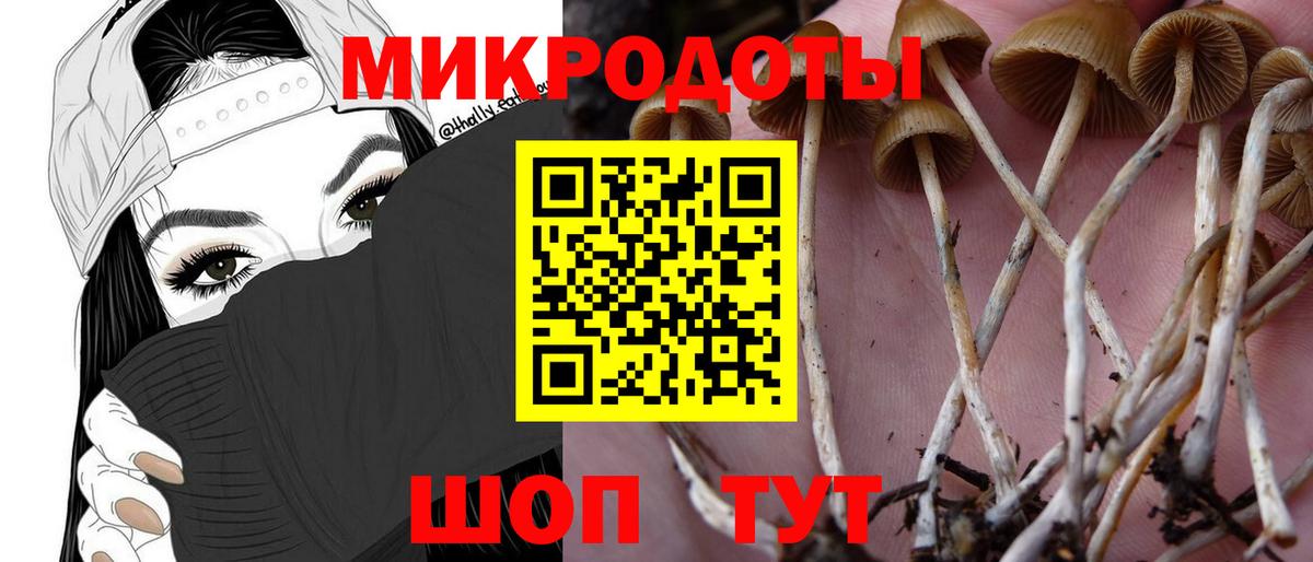 Галлюциногенные грибы Psilocybe Малоярославец